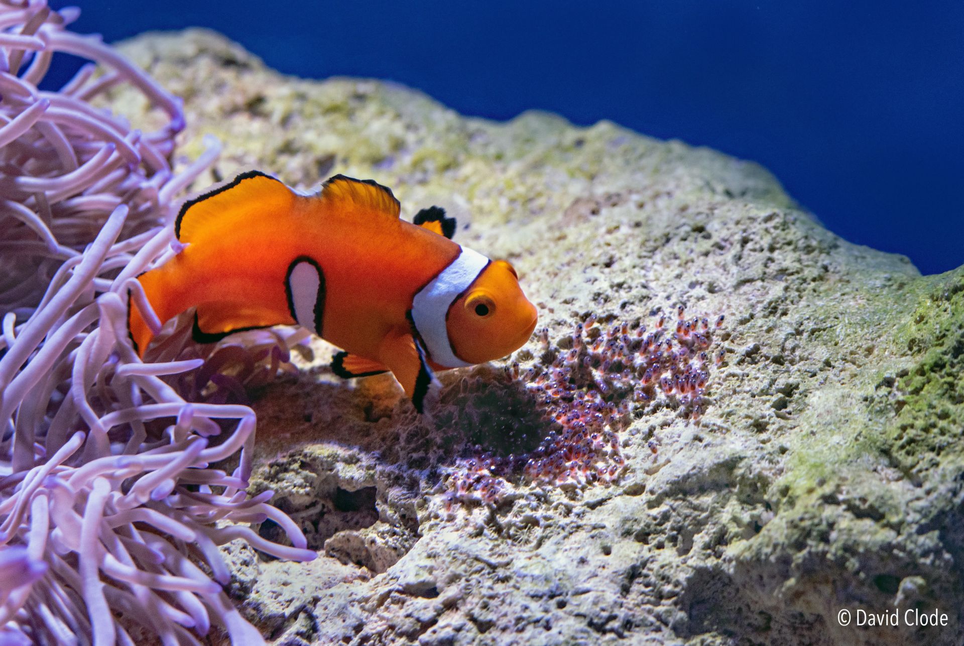 Baby reef fishes swim for gold - Jun 2021 - JCU Australia