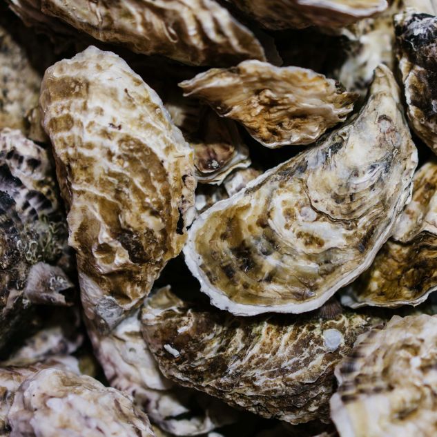 An image of oysters. 