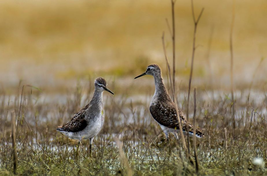 A photo of Brown wood sandpipers standing in water.