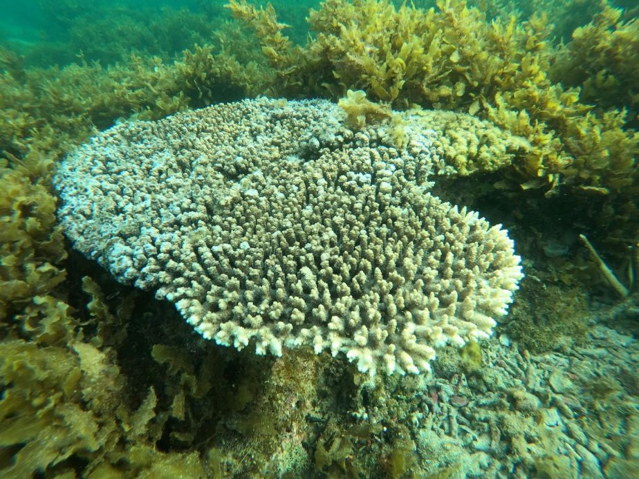 A photo of bleached coral. 