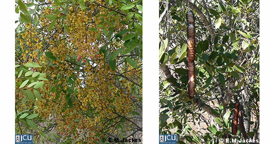 Two images of Cassia brewsteri