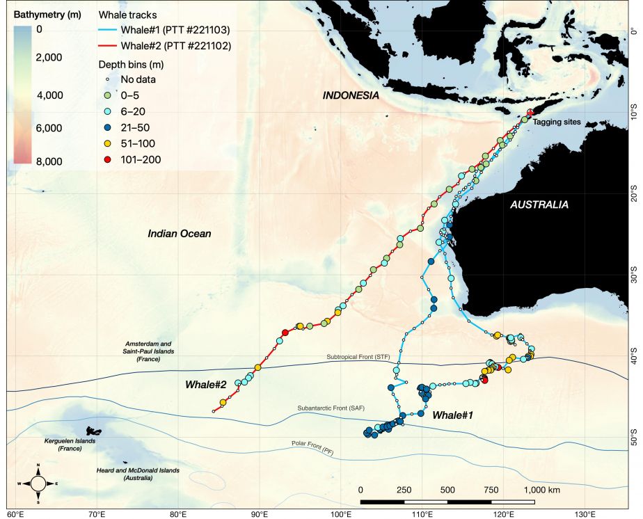 A map showing the journey of the two pygmy blue whales tracked by the research team.