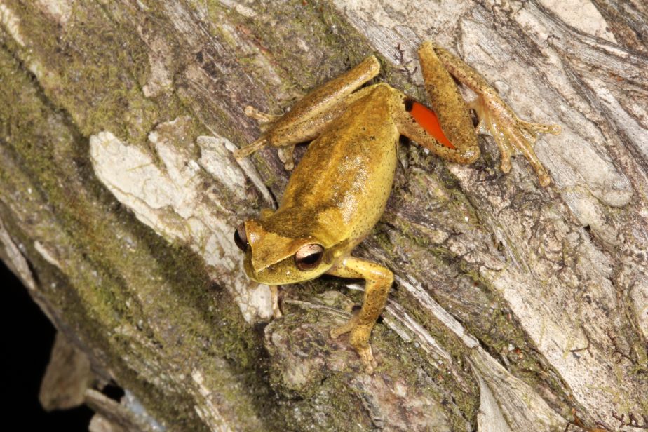 Atherton Tablelands Whirring Treefrog (Litoria corbeni). Photo: Conrad Hoskin