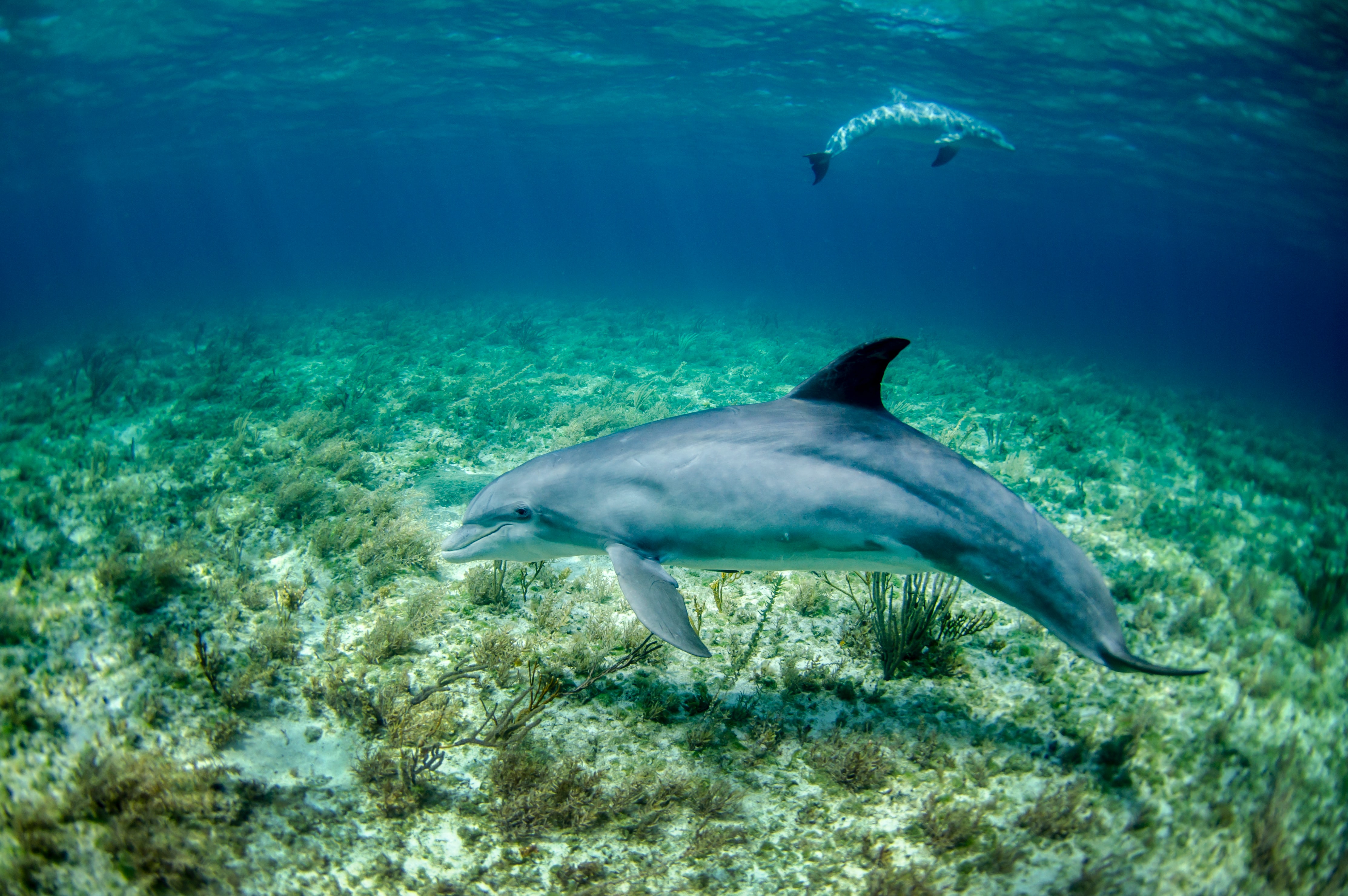 Study indicates alarming fall in dolphin numbers Feb 2020 JCU Australia