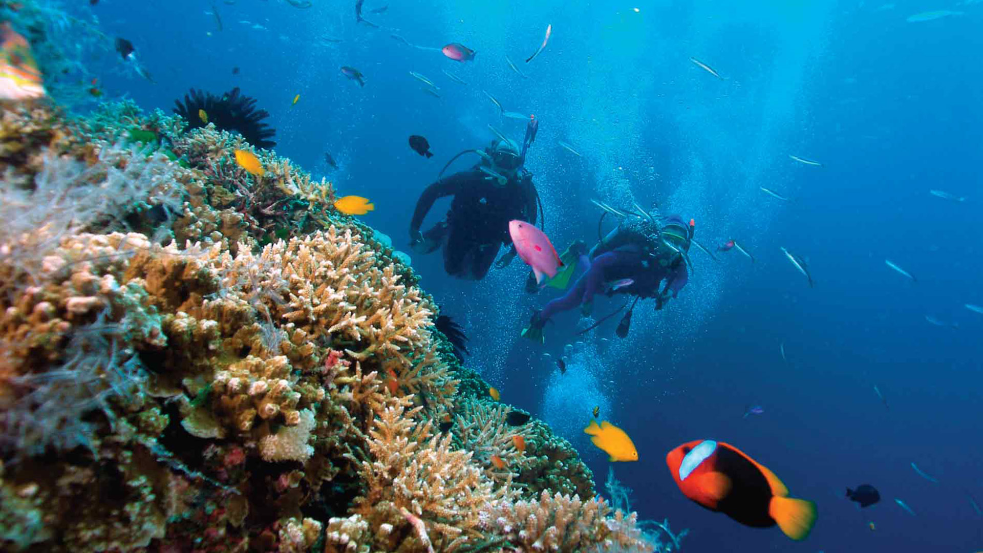 Baby reef fishes swim for gold - Jun 2021 - JCU Australia