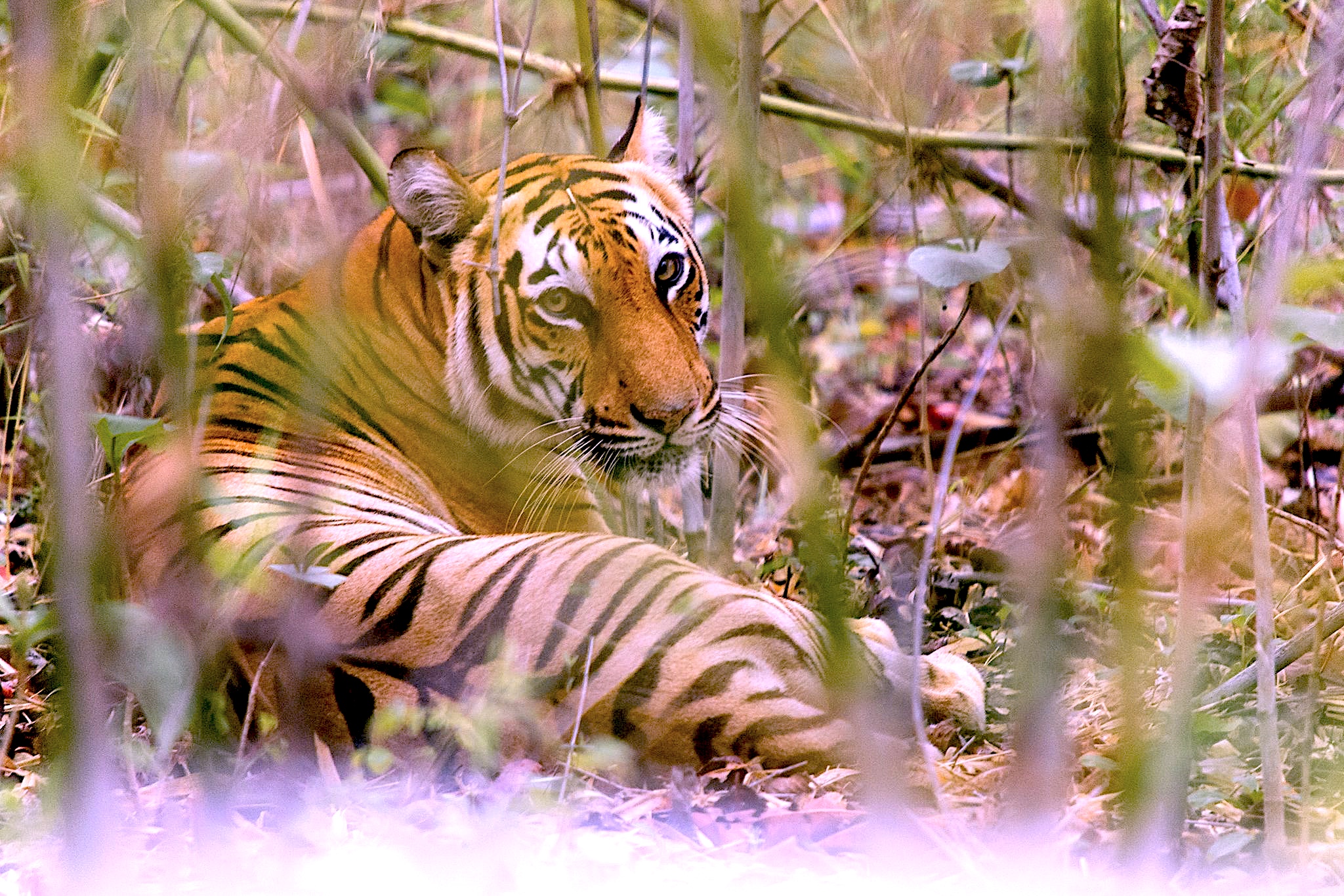 The Bengal Tiger: A Survivor's Story – Environmental History Now.
