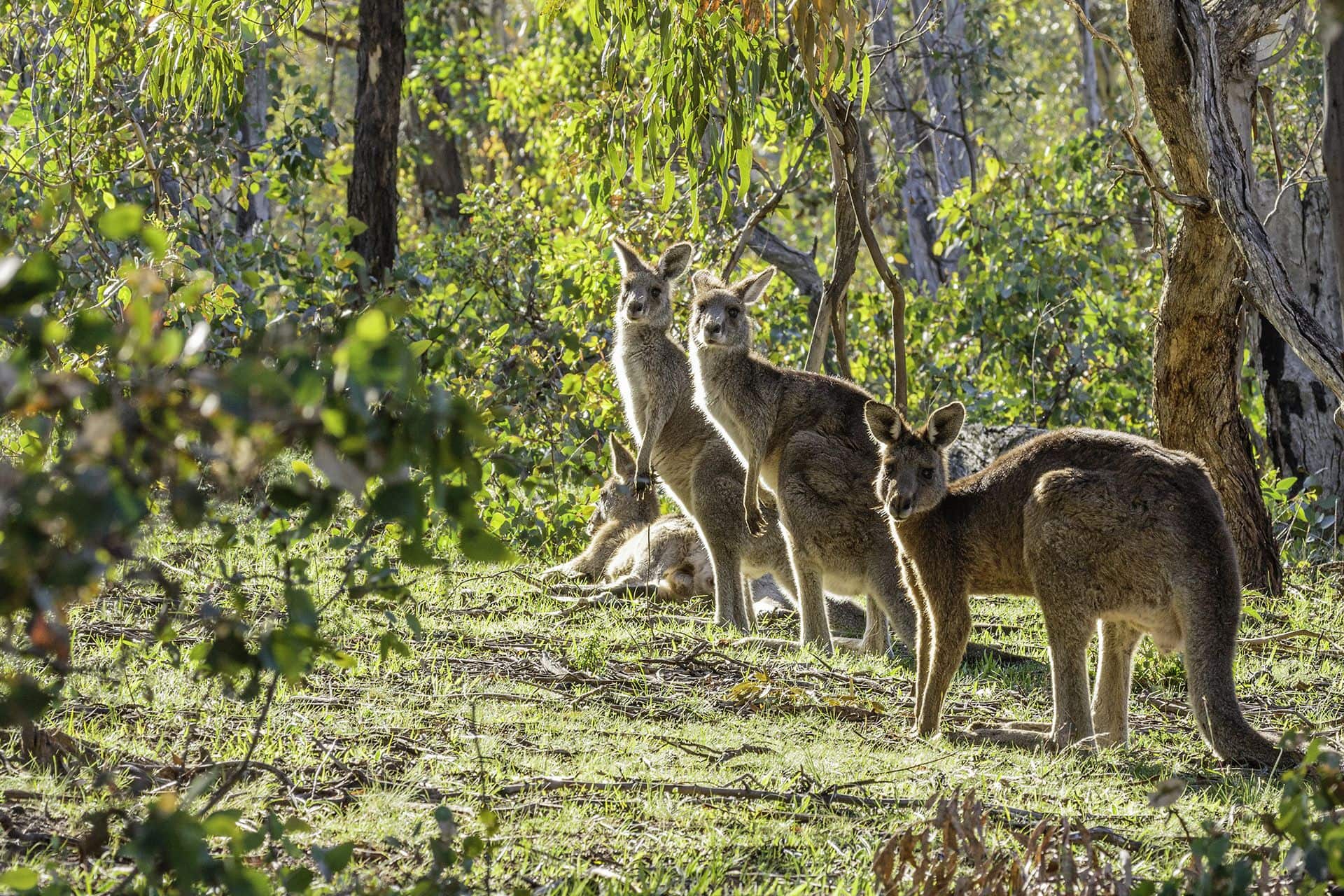 Four Kangaroos in the bush. 