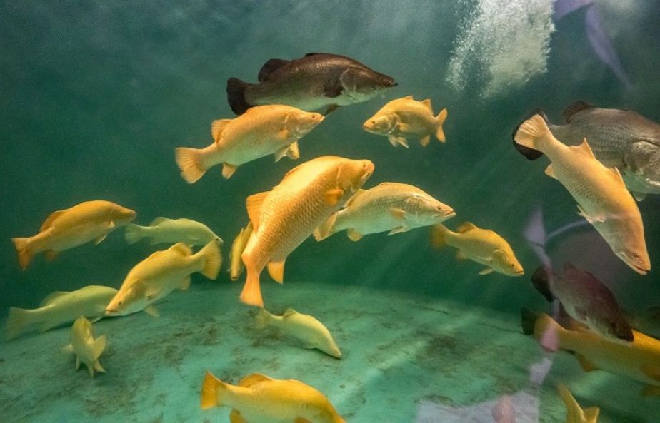 A school of gold barramundi. PICTURE: Mainstream Aquaculture
