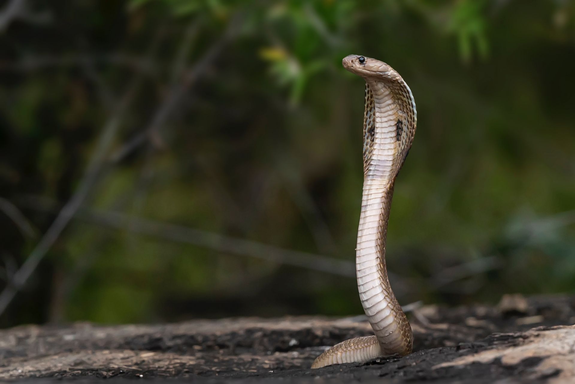 Snakes Deadly Global Toll Jcu Australia